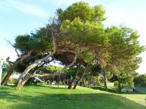 El Saler Golf Club El Saler Golf Club